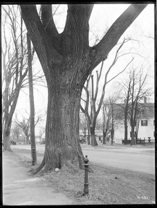 Ulmus americana, Cheever Elm. Massachusetts (Wrentham)