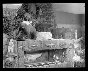 Display of various animals