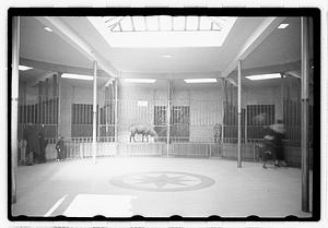 Animals in enclosures including a zebra