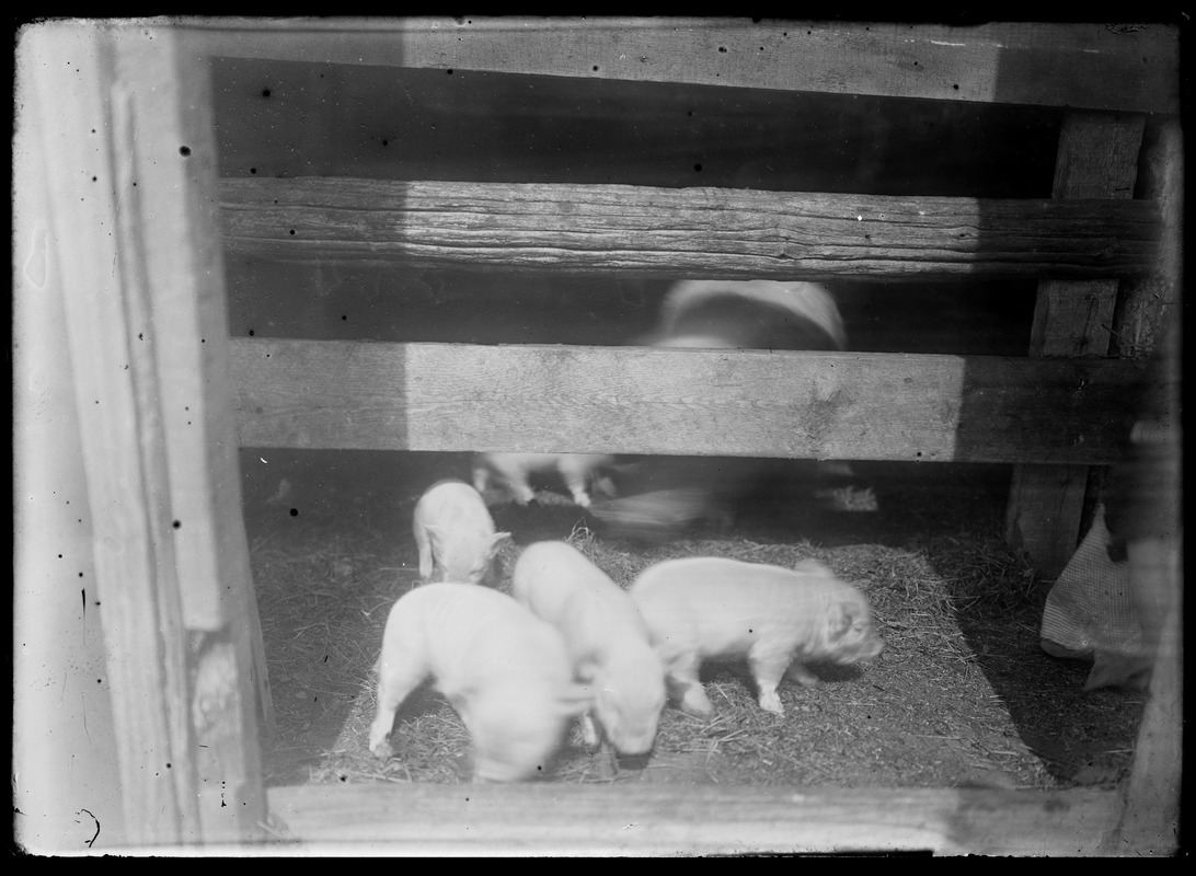 Pigs in a confined space, probably a barn