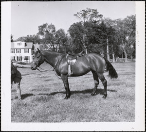 A sleek, well-groomed horse with an English saddle stands in a field or pasture