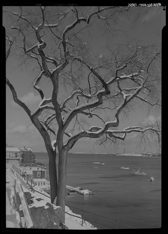 Tree in Crocker Park, Marblehead