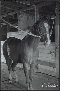 Gerard's horse (Killer I think), back barn