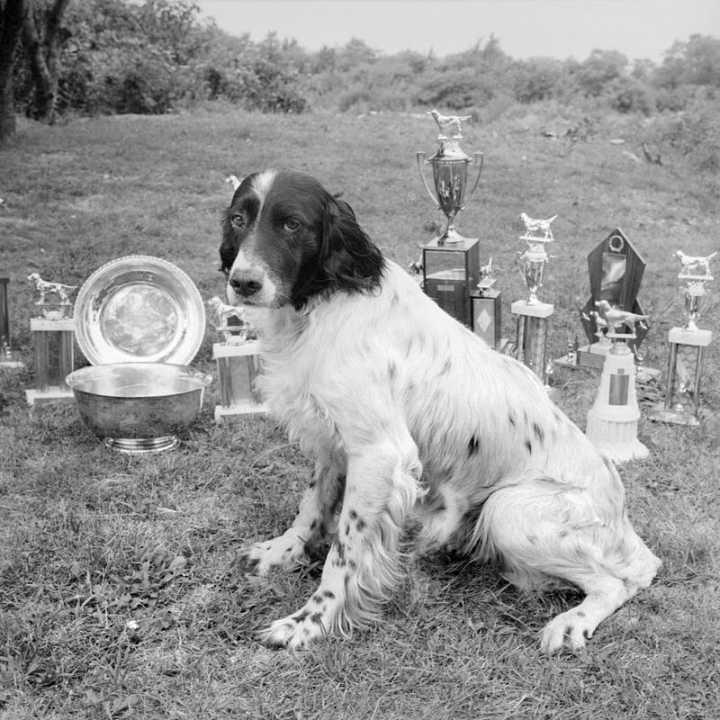 New England Championship English Setter - Digital Commonwealth
