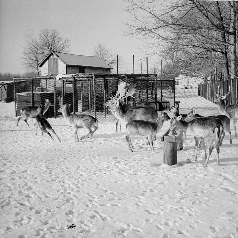 Buttonwood Park Zoo, New Bedford - Digital Commonwealth