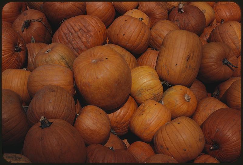 Pumpkins