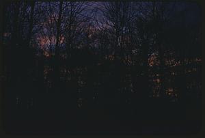 Sunrise or sunset behind bare trees