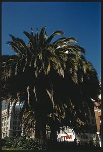 Large palm trees with city buildings and TWA sign in background