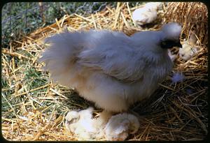 Hen and chicks