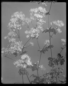 Thalictrum polygamum