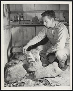 Fossil Hunter. Lester Kent, Jr., of Hayward, Calif., One of the group of Hayward boys--ages nine to 20-- who go fossil hunting every Saturday, examines some of the valuable specimens he has dug up, in storage shed behind his home. He is looking at mammoth molars and palate. At left is part of mammoth tusk still partly imbedded in rock. at lower right is a mammoth leg bone. Lester, who is 20, is the oldest of the group, and is seriously thinking about taking up paleontology as a career.