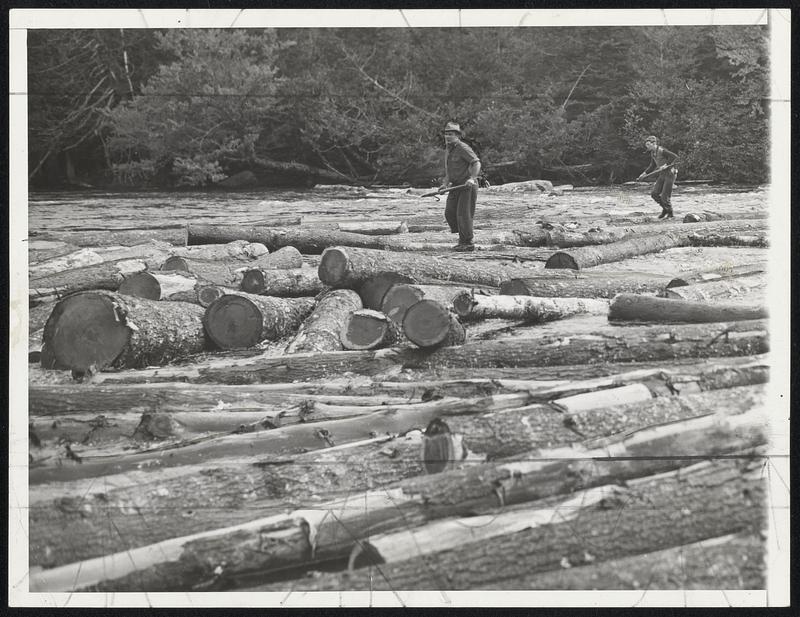Loggers in Big Drive. It was heave and ho for loggers on the rapid ...