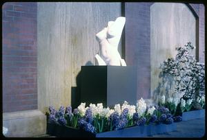 Hyacinths in front of a statue of a torso