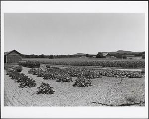 East Street barns & fields