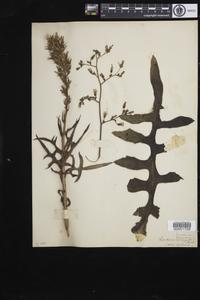 Lactuca canadensis
