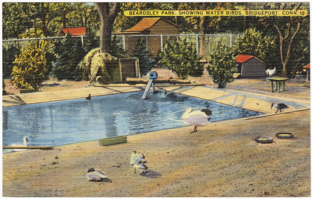 Beardsley Park, showing water birds, Bridgeport, Conn.