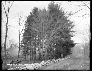 Sudbury Reservoir, Section A, pine grove east of the Joseph Burnett house, near the westerly side of the Burnett Road, from the south in road, Southborough, Mass., Nov. 26, 1897