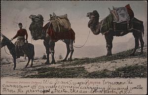 Smyrne. Chameaux pehlavans (lutteurs)