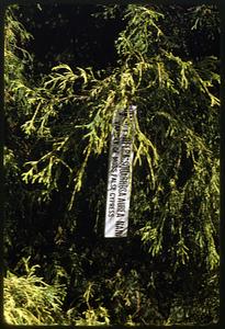 Squarrosa Aurea Nana, variety of moss false cypress