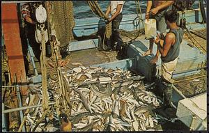 Bringing in the catch on a commercial fishing boat out of Provincetown on Cape Cod