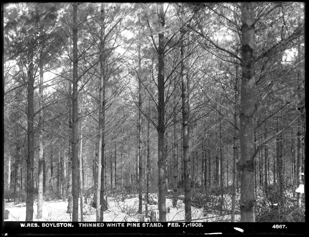 Wachusett Reservoir, thinned white pine stand, Boylston, Mass., Feb. 7, 1903