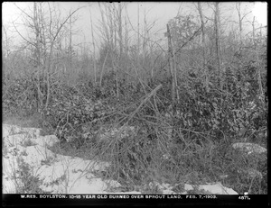 Wachusett Reservoir, 10-15-year-old burned over sprout land, Boylston, Mass., Feb. 7, 1903