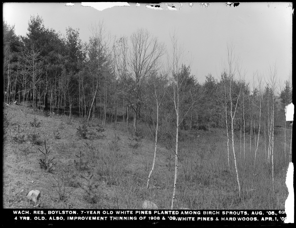 Wachusett Reservoir, 7-year-old white pines planted among birch sprouts, August 1905; 4 years old, also improvement thinning 1908-1909, white pines and hardwoods, Boylston, Mass., Apr. 1, 1909