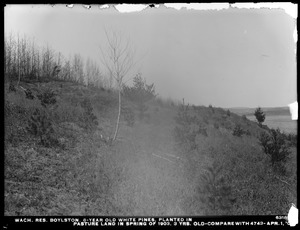 Wachusett Reservoir, 8-year-old white pines planted in pasture land, in spring of 1903; 3 years old (compare with No. 4743), Boylston, Mass., Apr. 1, 1909