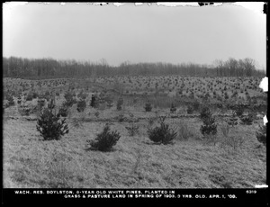 Wachusett Reservoir, 8-year-old white pines planted in grass and pasture land, in spring of 1903; 3 years old, Boylston, Mass., Apr. 1, 1909