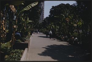 Park with banana trees, San Francisco