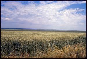 Field with crops