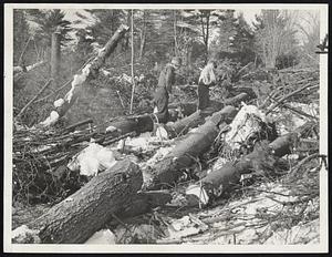 Government Salvage of Hurricane Timber in New England. Derry N.H. Woodsmen cutting the fallen hurricane timber into logs to be hauled to Adams Pond where they will be purchased by the government and stored in the pond. The timber will be released to private sawmills as the market demands it and in that way the prices on timber will be held to their proper level. It is estimated that it will take 4 yrs to put all the timber on the market.