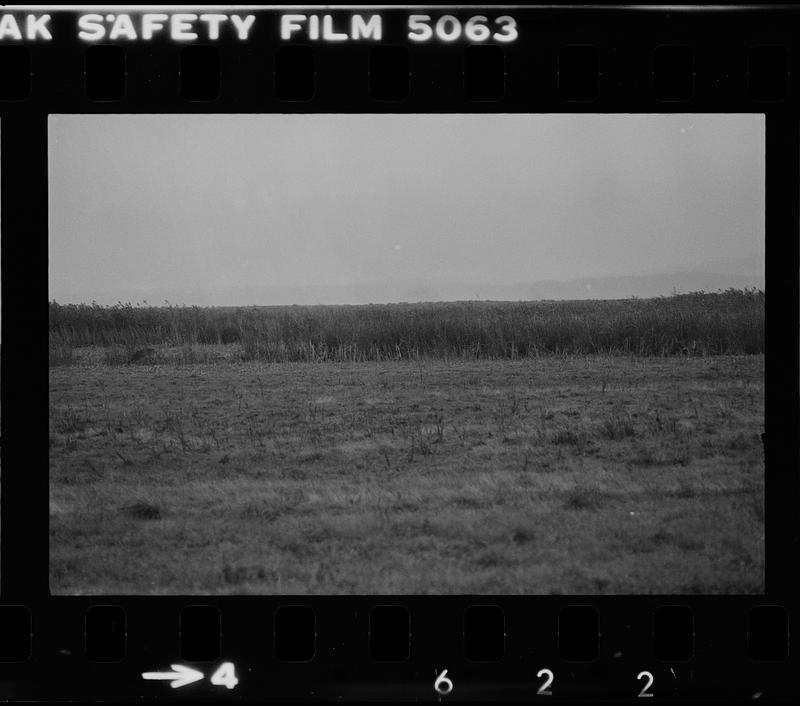 Plum Island grasses