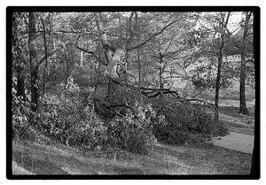 Damaged tree
