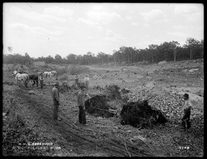 Distribution Department, Northern High Service Middlesex Fells Reservoir, stump puller at work, Stoneham, Mass., Jun. 1898