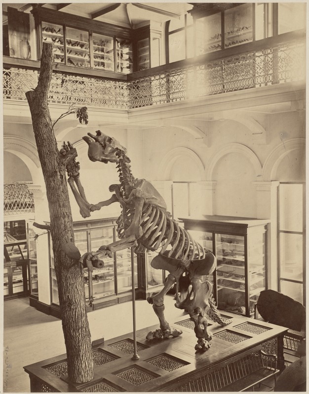 Giant ground sloth, Museum of Natural History, Clarendon St. between Newbury & Boylston. Built 1862 by W. G. Preston, now Bonwit Teller