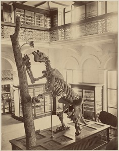 Dinosaur, Museum of Natural History, Clarendon St. between Newbury & Boylston. Built 1862 by W. G. Preston, now Bonwit Teller