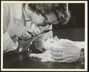 Sight is one of man's most precious gifts. It is in the interest of protection of the eyes that investigations such as this are made. In Dow's new biochemical research building, Doreen T. Lockwood examines a rabbit's eyes for possibility of injury. Tests on laboratory animals help scientist to evaluate possible chemical hazards to man.