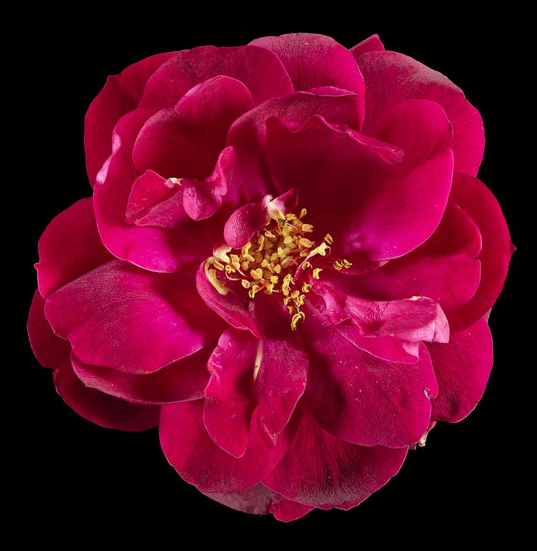 Rose from Caleb's garden, freshly cut, image captured on July 25, 2024