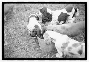 Idahurst Kennels