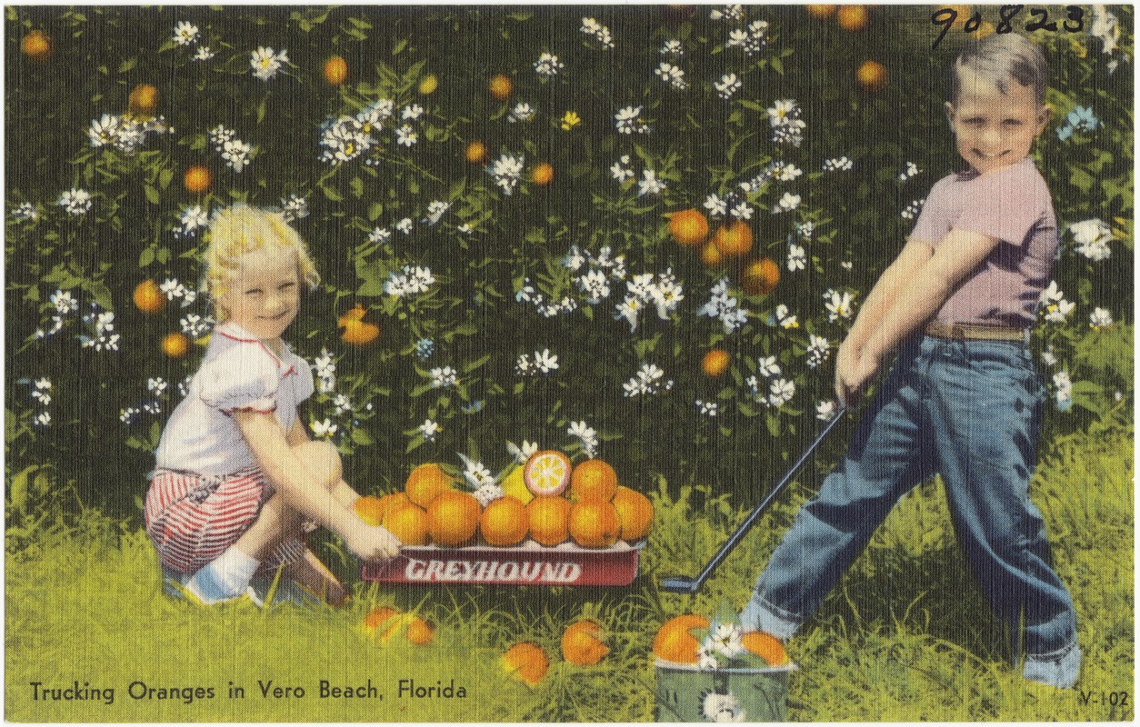 Trucking oranges in Vero Beach, Florida Digital Commonwealth