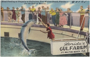 Hand feeding of porpoise at Gulfarium, Fort Walton Beach, Florida, on the Gulf of Mexico