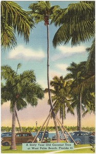 A sixty year old coconut tree at West Palm Beach, Florida