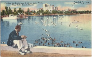 Feeding the ducks and gulls on Lake Worth, West Palm Beach, Florida