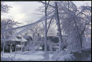 Snow-covered trees and power lines, Somerville