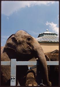Elephant with its trunk over a railing, Franklin Park Zoo