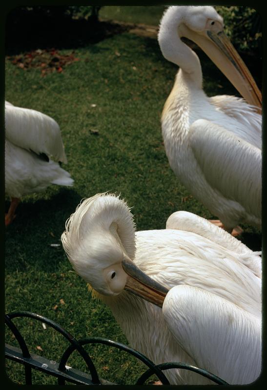 Pelican-like birds on grass