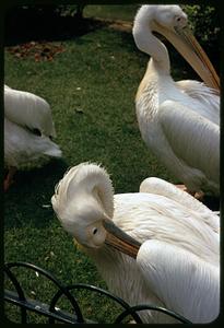Pelican-like birds on grass