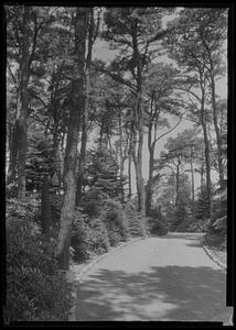 Driveway from house, at Dr. A.C. Wilson's