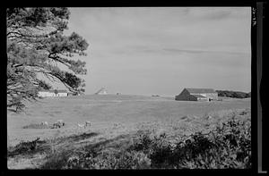 Farm in Edgartown plains, Martha's Vineyard